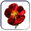 Opium