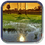 Paddy Field