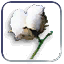 Cotton